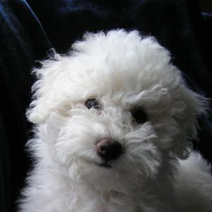 Meet your Posher, Darryle